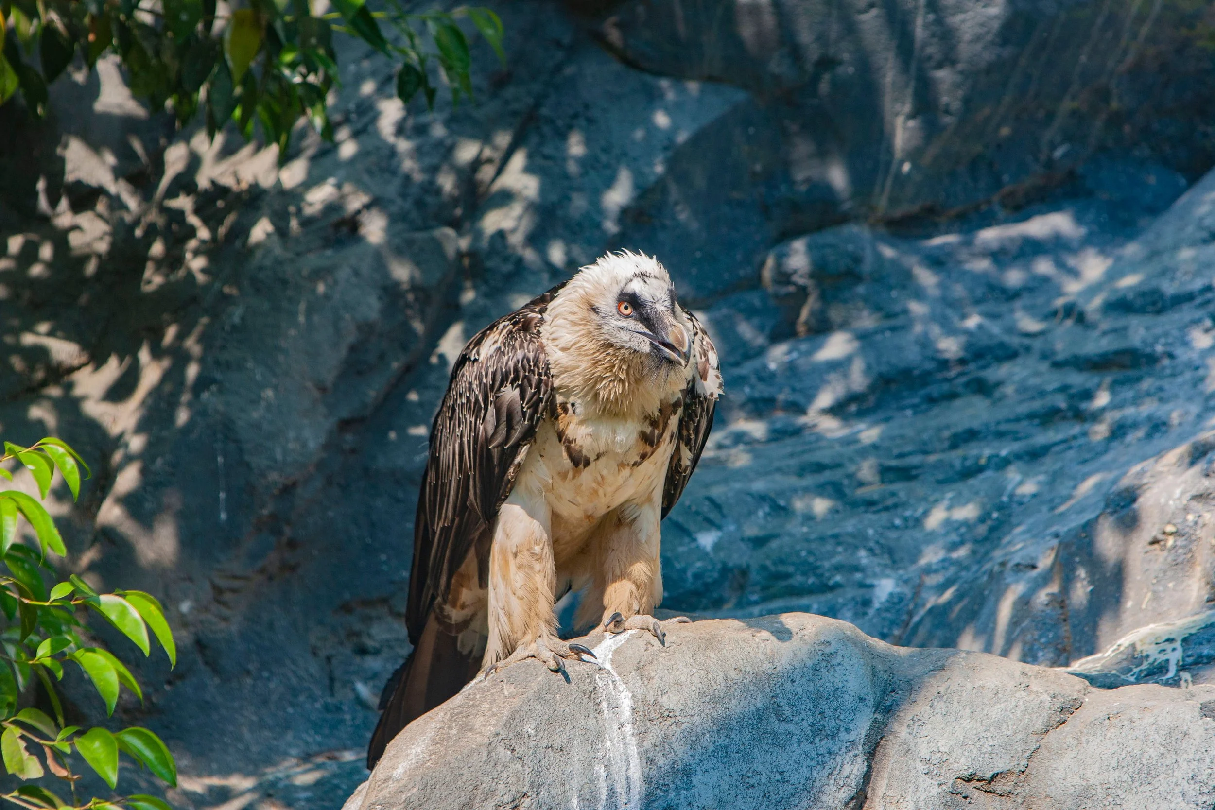 See the Endangered Vultures in Lesotho's Dragon Mountain