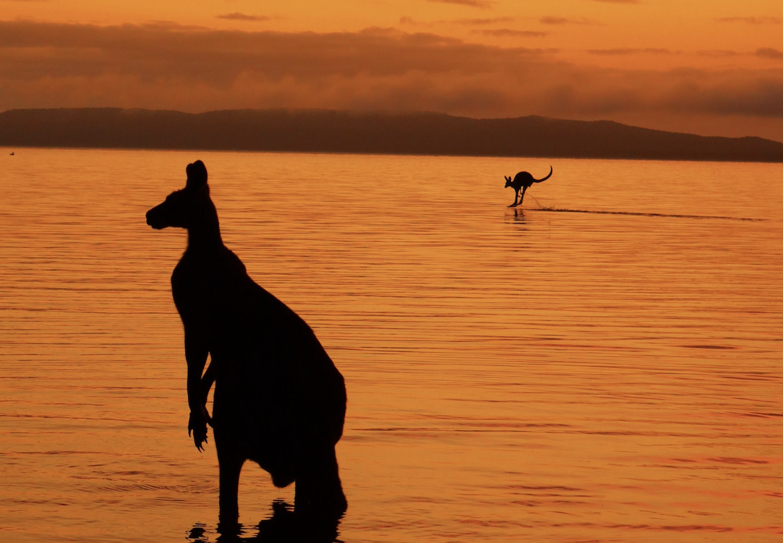 Silhouette of Kangaroos in the Noosa Everglades.