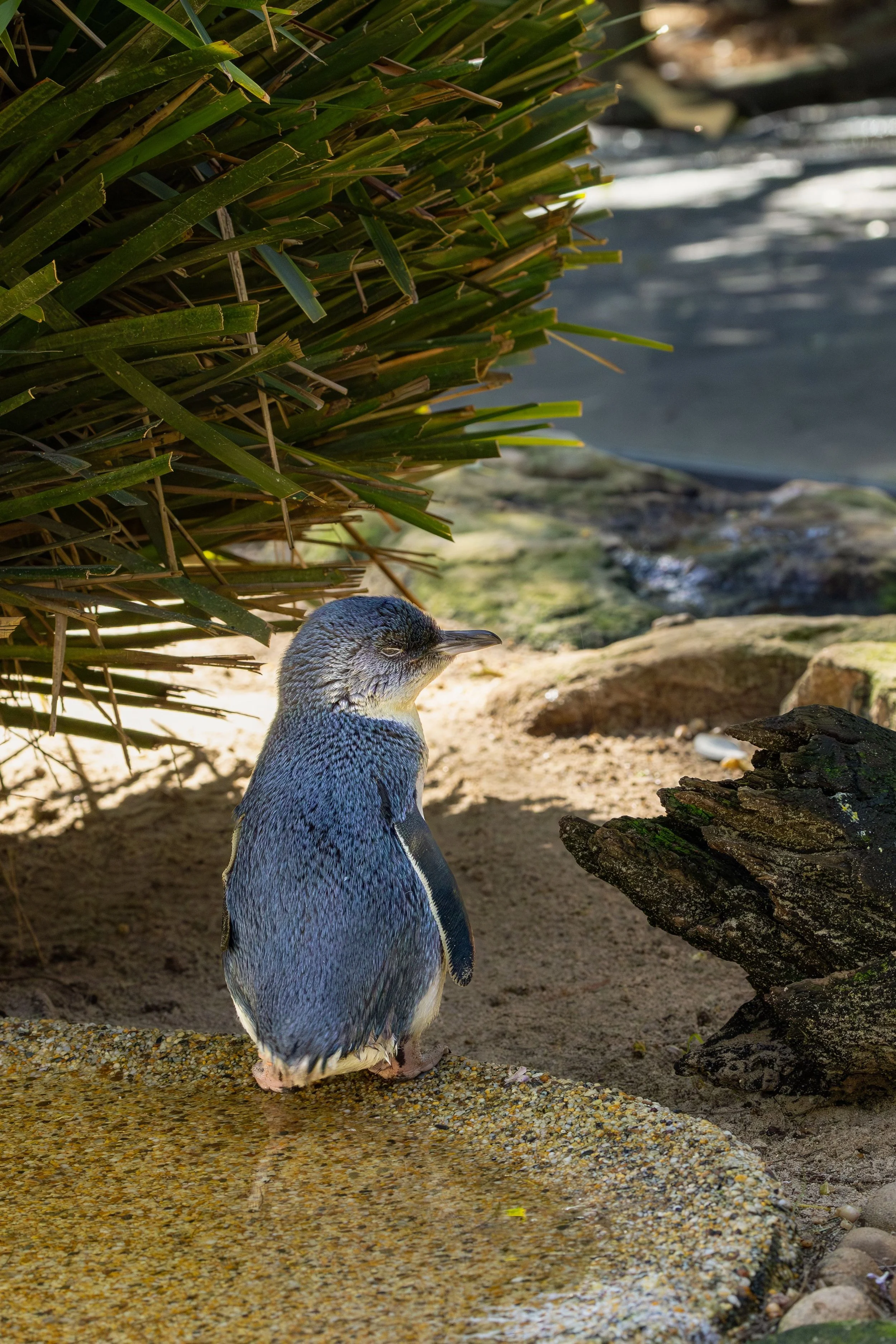 Little penguin on a rock in NSW, Australia.