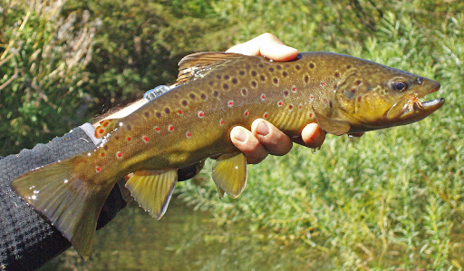 A Guide to Fishing Chile