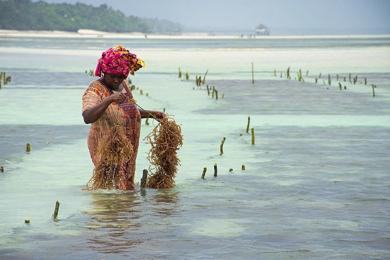 Woman harvesting seaweed.