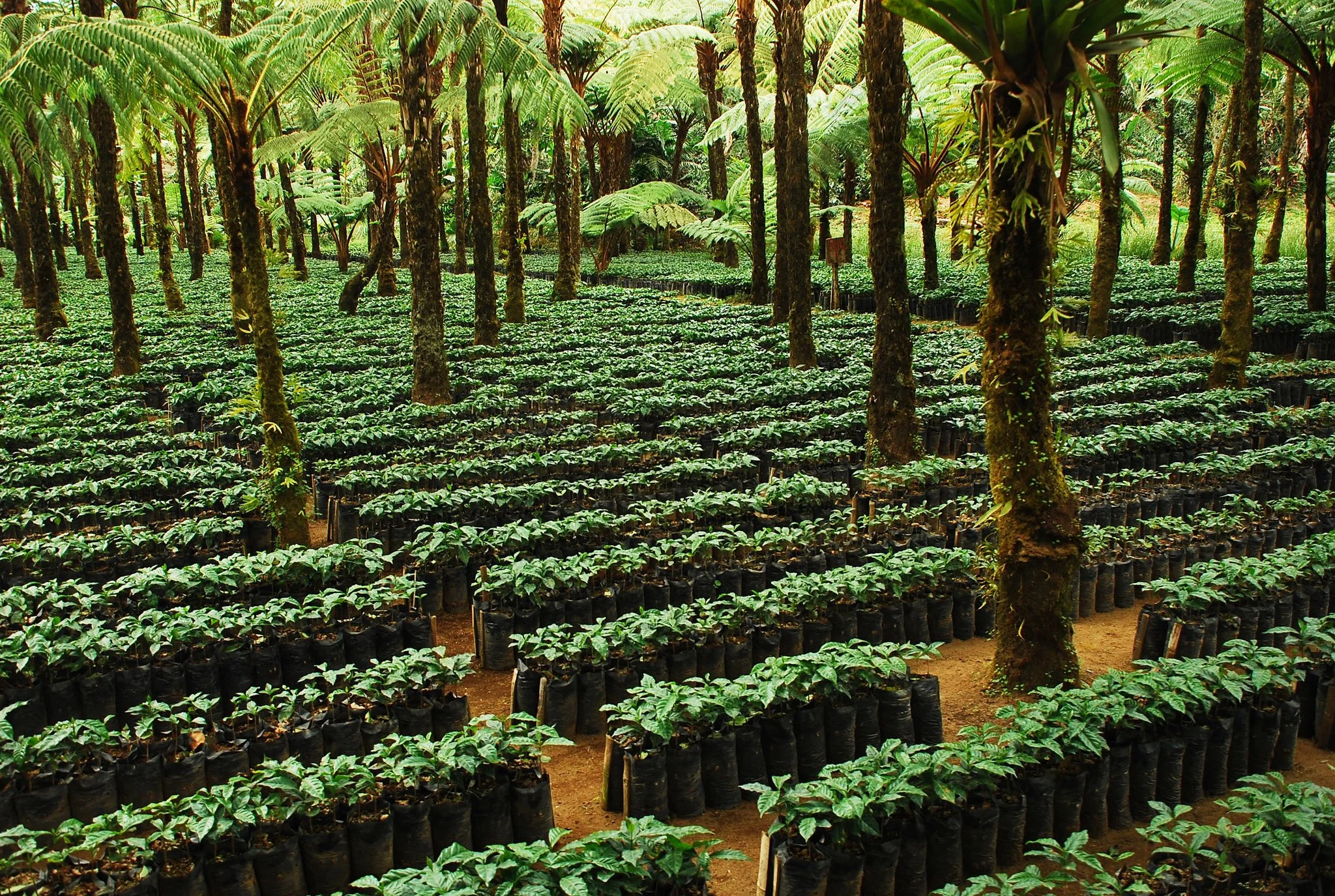Coffee, Climate, and Tourism in Guatemala