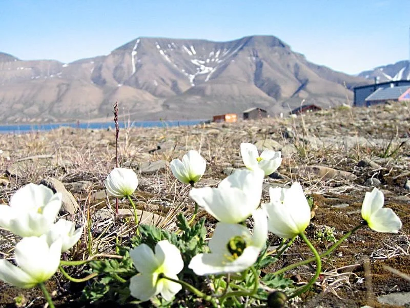 White Svalbard poppies