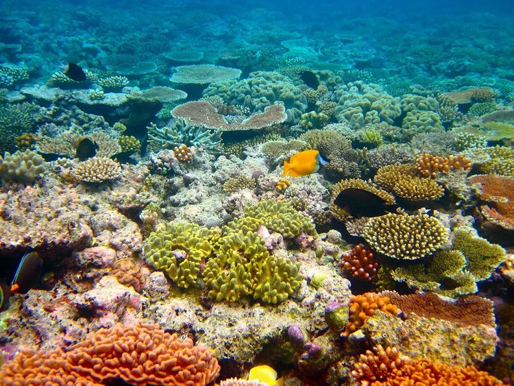 Transforming Reef Grief into Action on the Great Barrier Reef