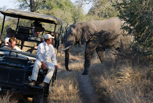 Close-up-of-Safari-Group.png