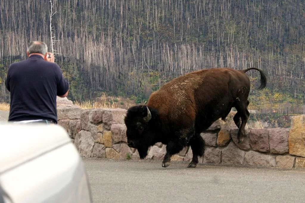 How Wildlife Selfies Turn Deadly