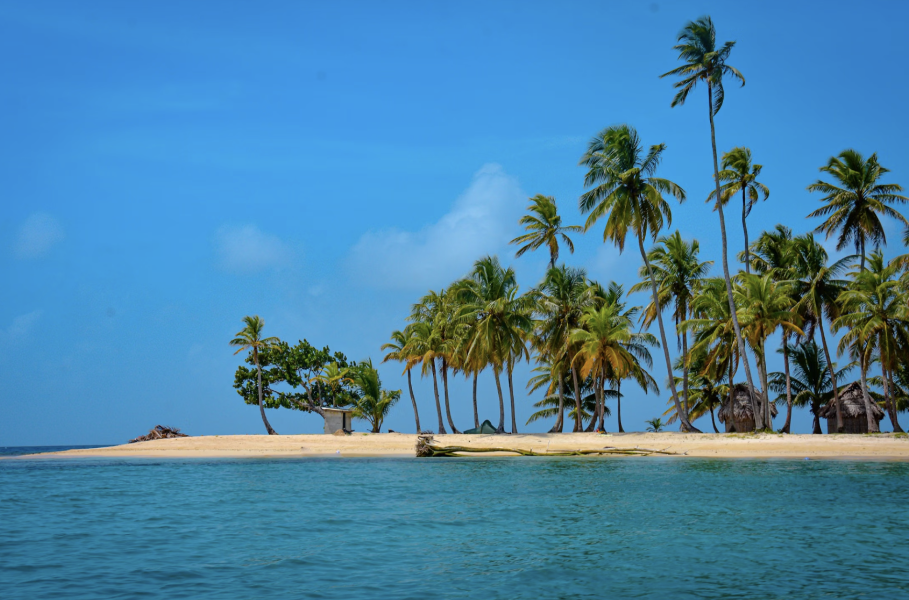 Palm trees on an idyllic island.