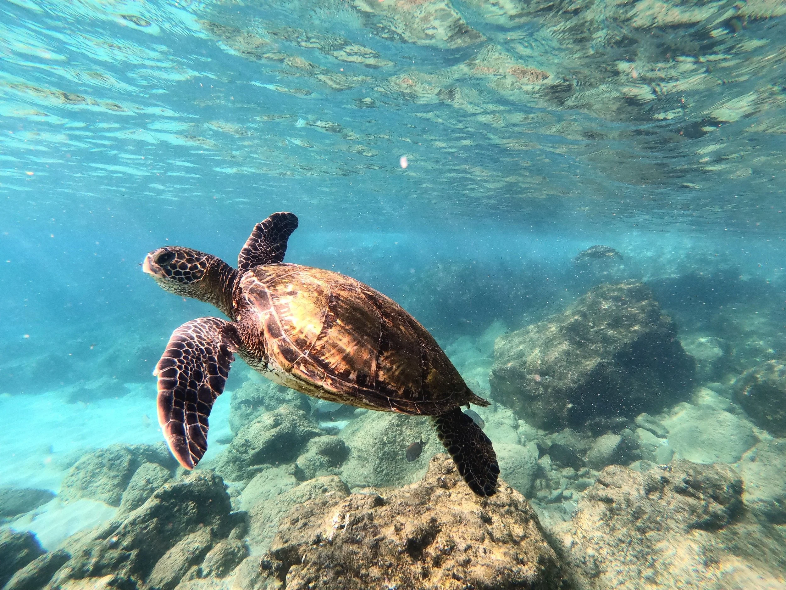 The Hidden Cost of Turtle Hatching Tours