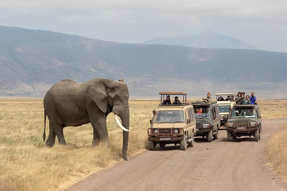 Tourists in safari vehicles watch an elephant in the Ngorongoro Conservation Area, Tanzania