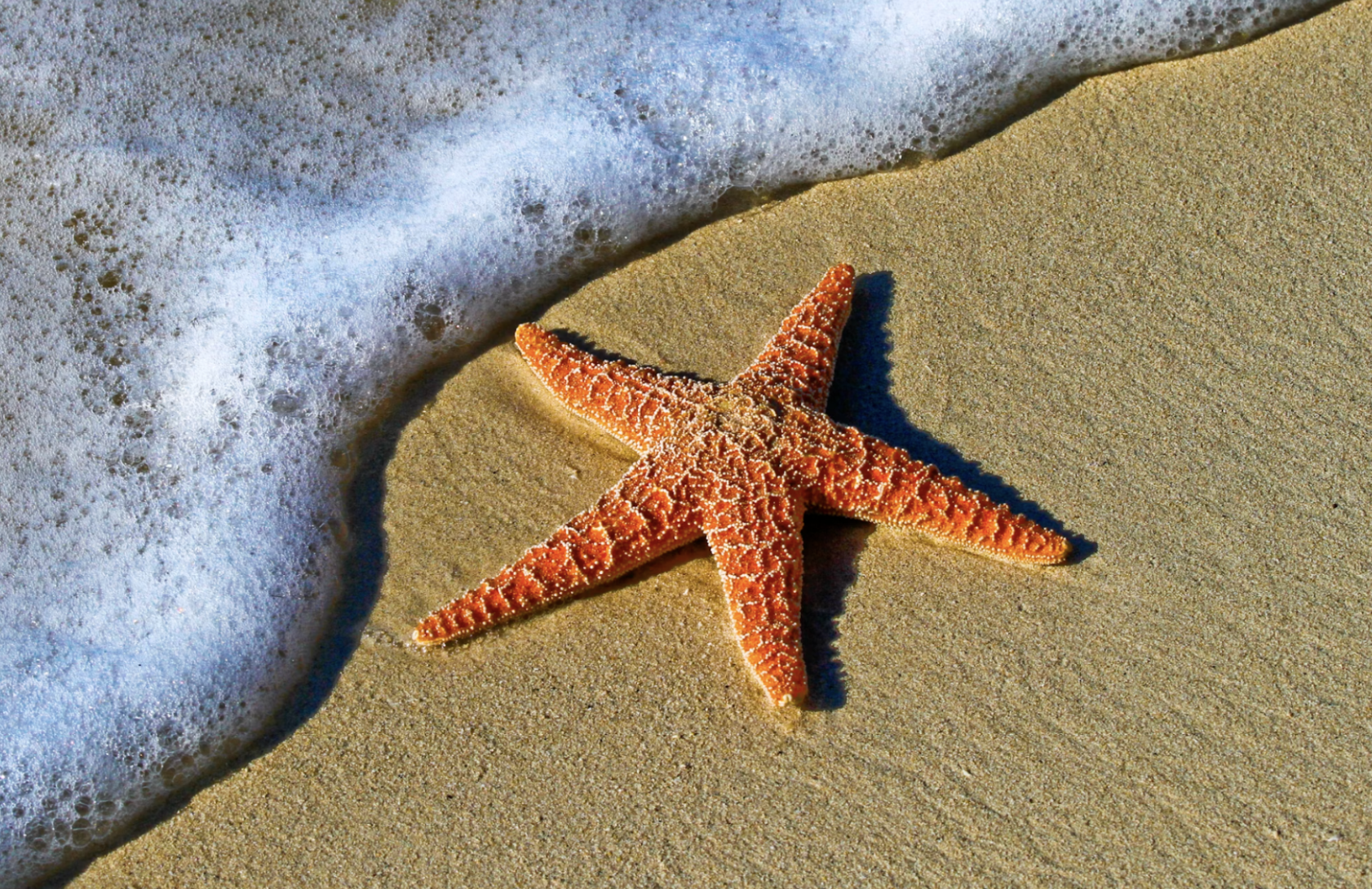 Orange sea star on the sand.