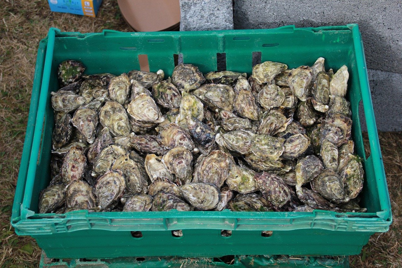 Oysters in a bin