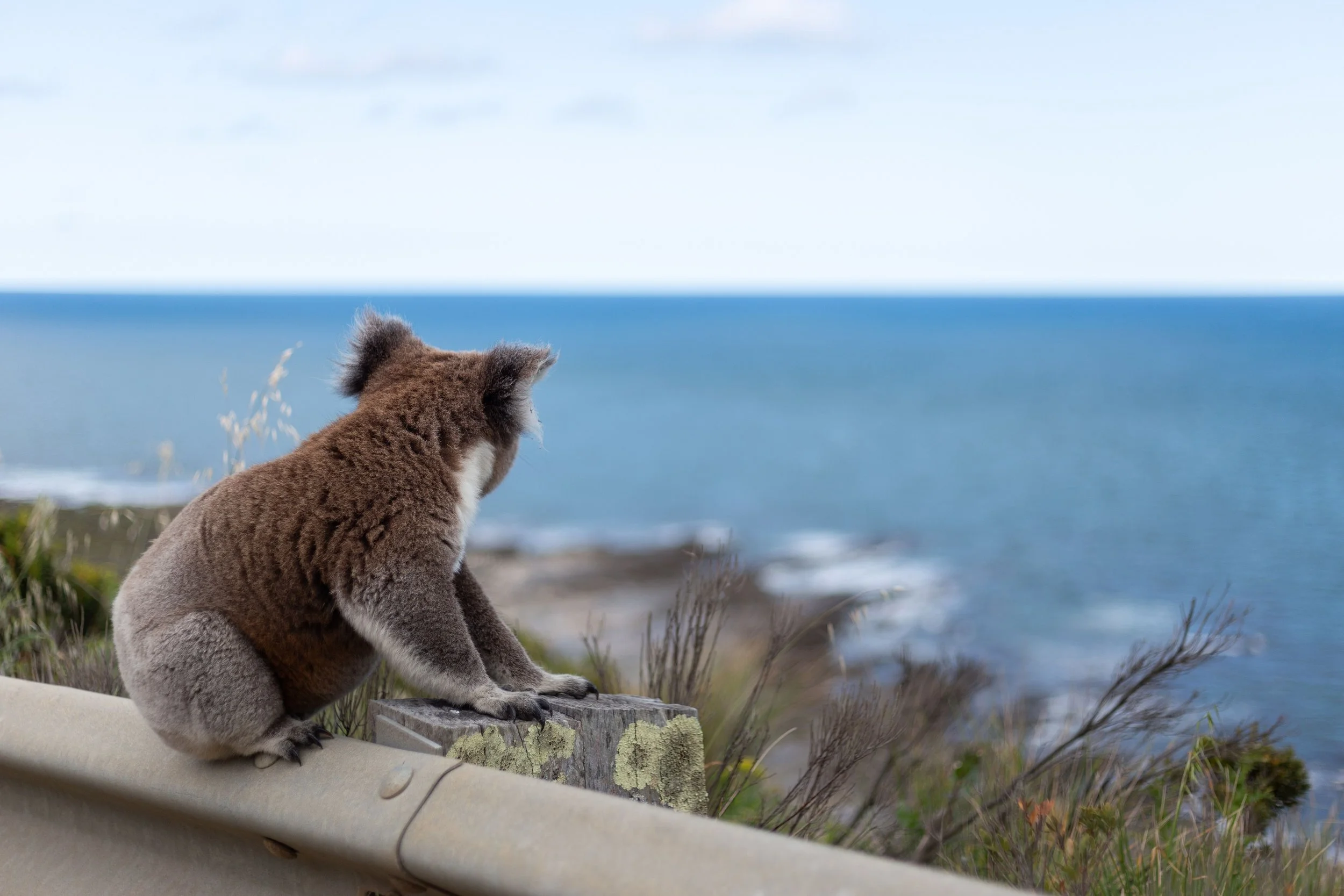 Koala along Great Ocean Road in VIC.