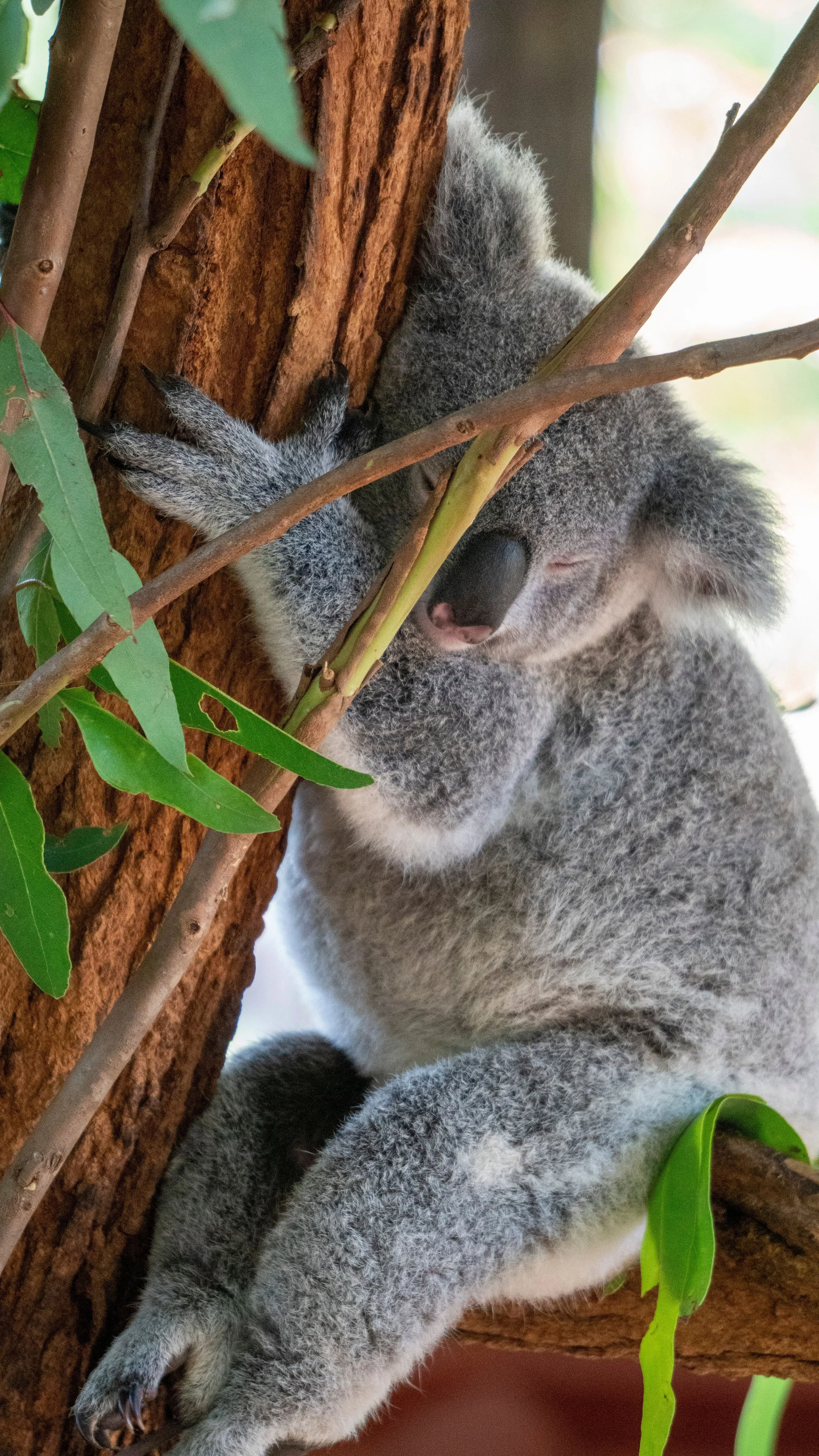 Koala resting in a tree.