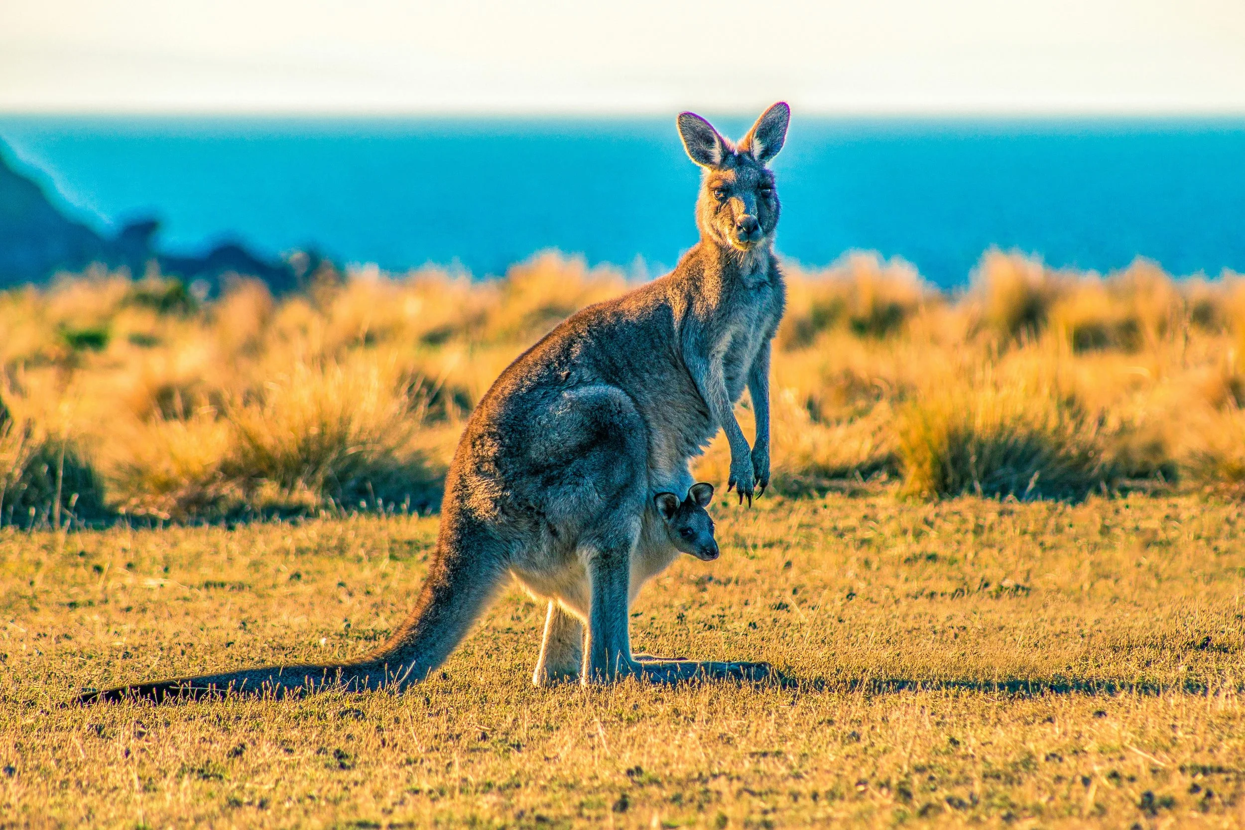 Mother kangaroo with a joey.
