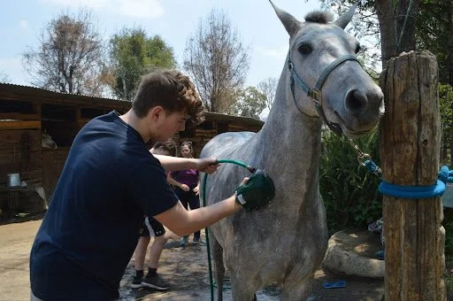Help Rehabilitate Horses in Guatemala