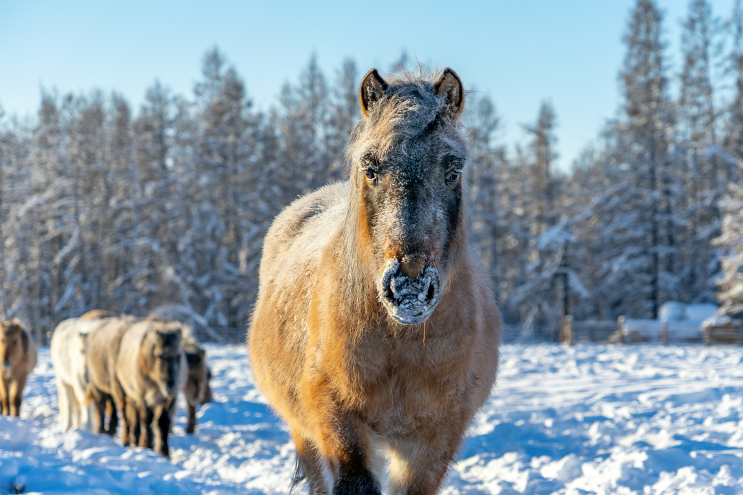 yakut-horse.png