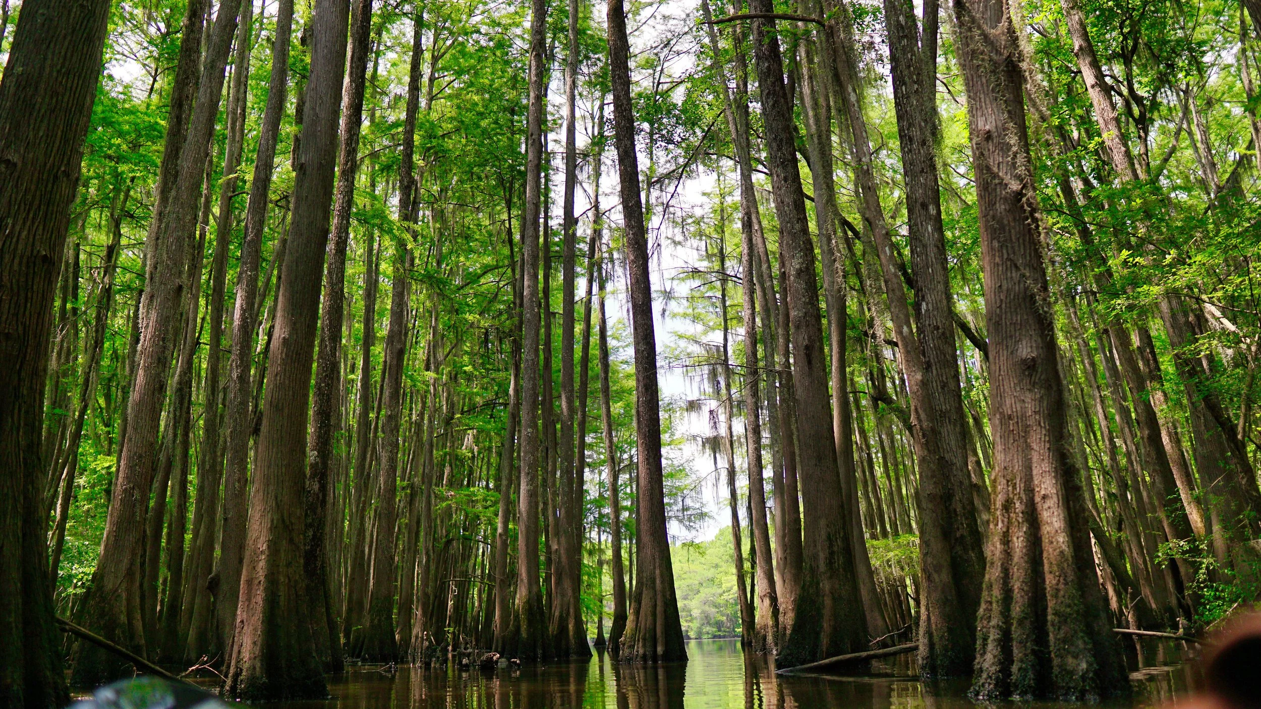 Okefenokee Swamp. Bearded Texan Travels. Pexels.