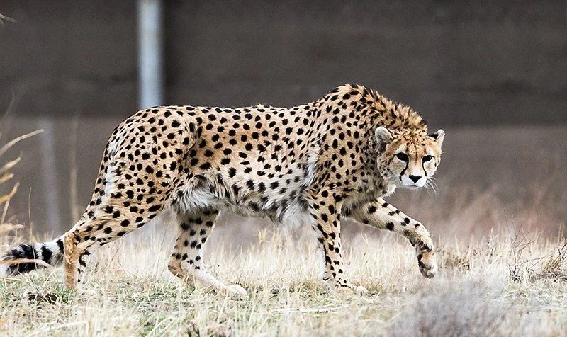 Amid War in Iran, the World's Rarest Big Cat Is Running Out of Time 