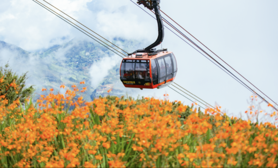 Fansipan cable car ascending orange flower field in Sapa, Vietnam. Vivu Vietnam. CC BY-SA 4.0.