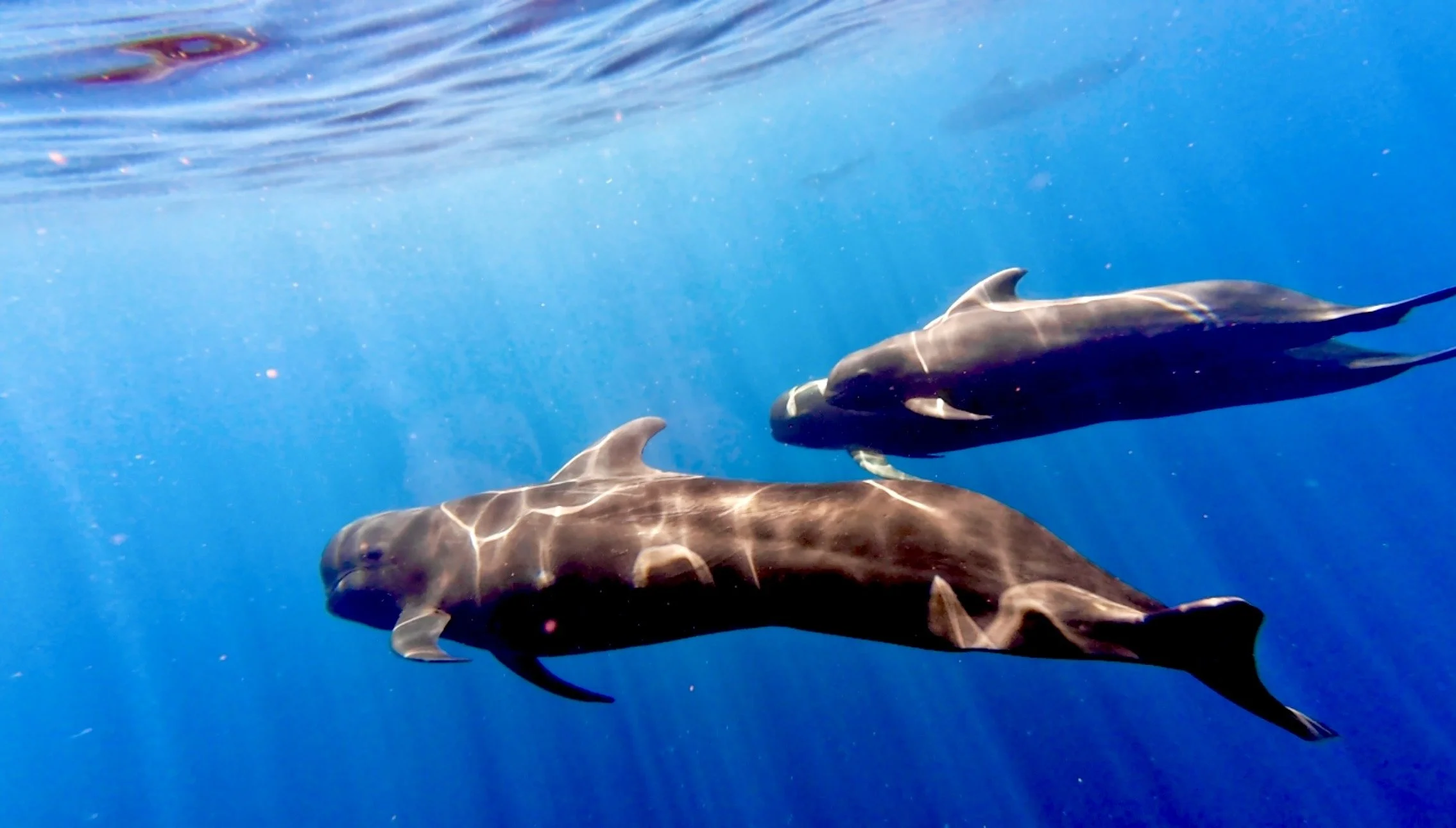 The pilot whales near Isla Cerralvo in the Sea of Cortez. Courtesy of Aquatico Tours.