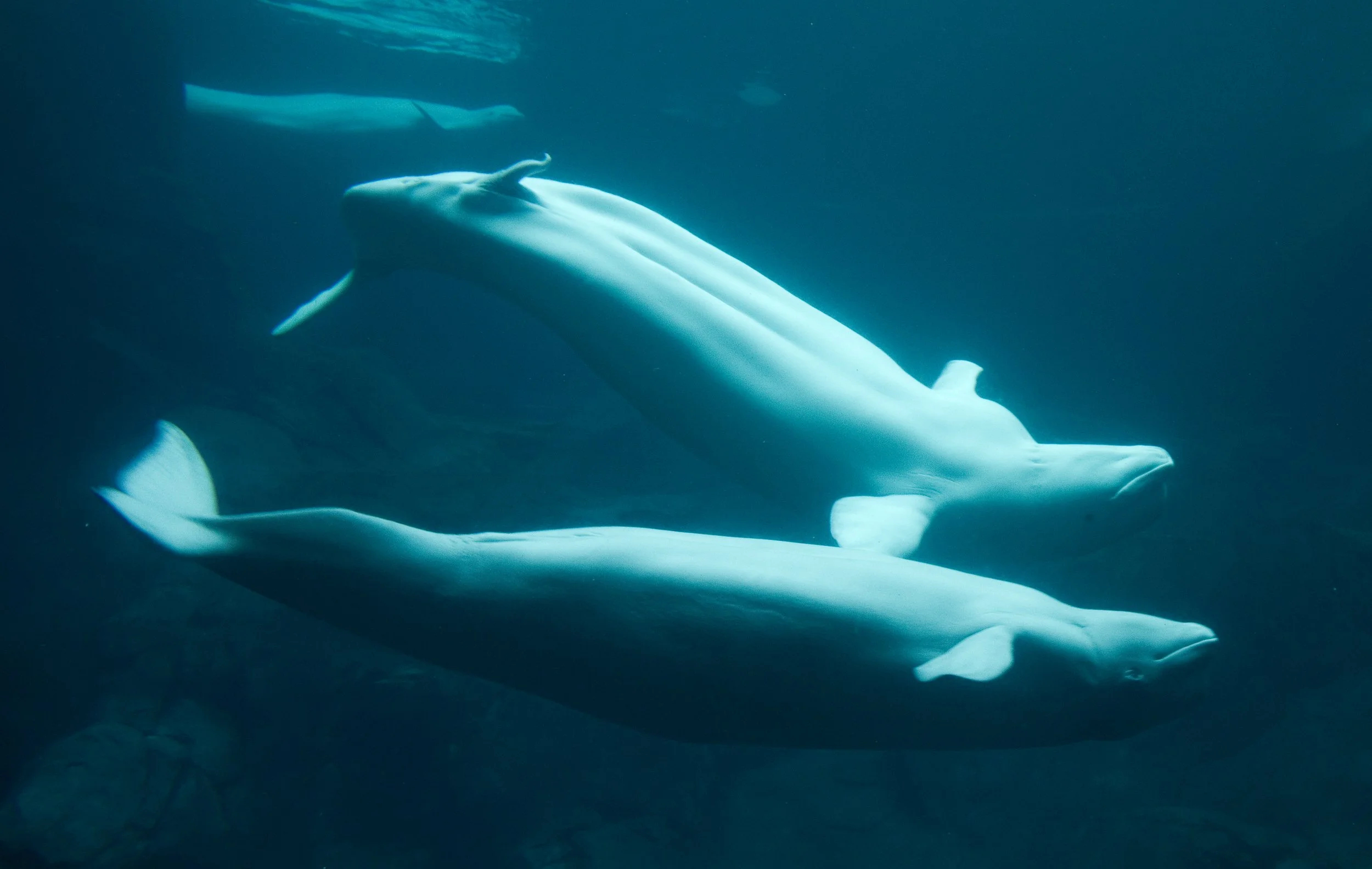 Two belugas, or white whales swimming.