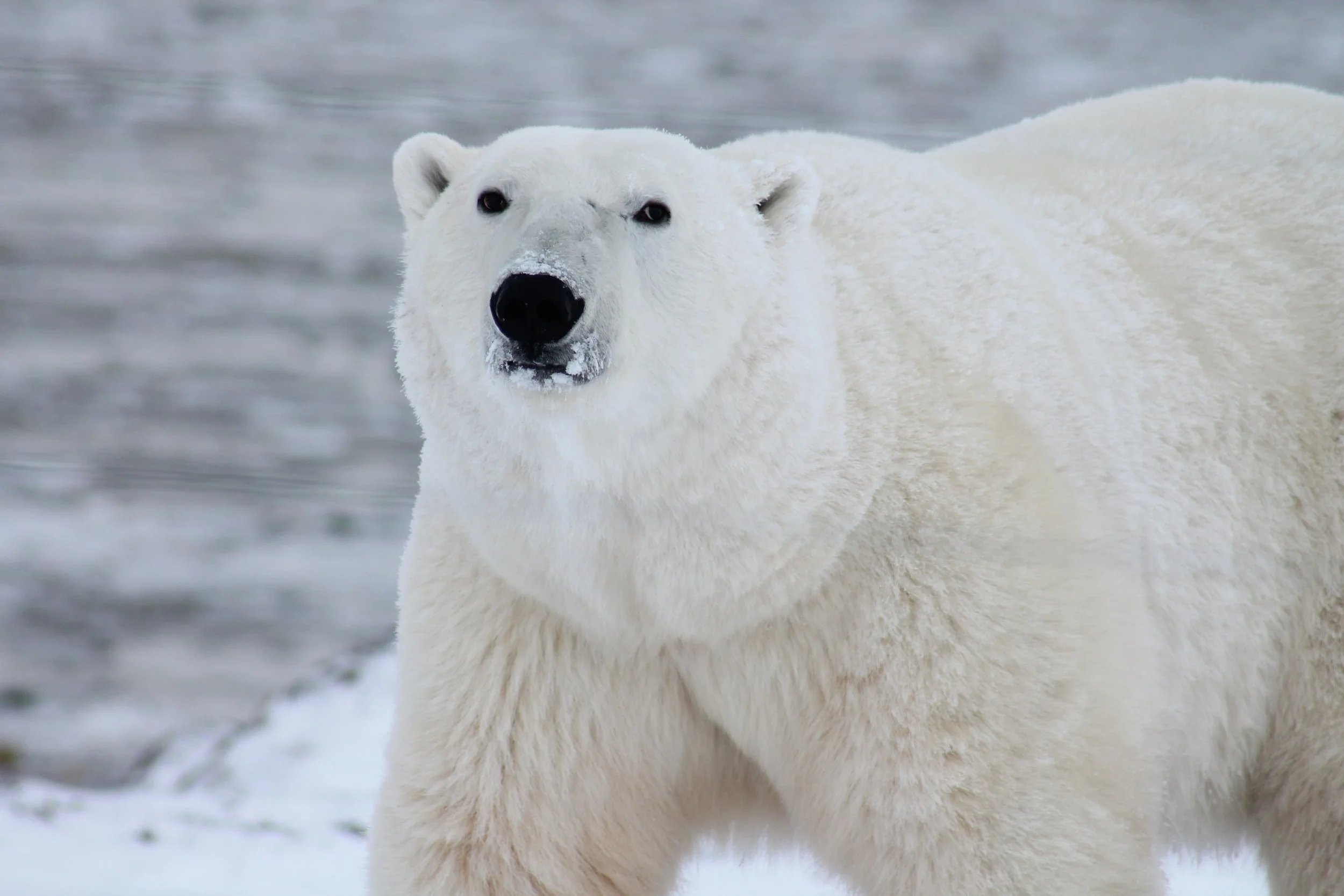 Polar bear in the Artic.