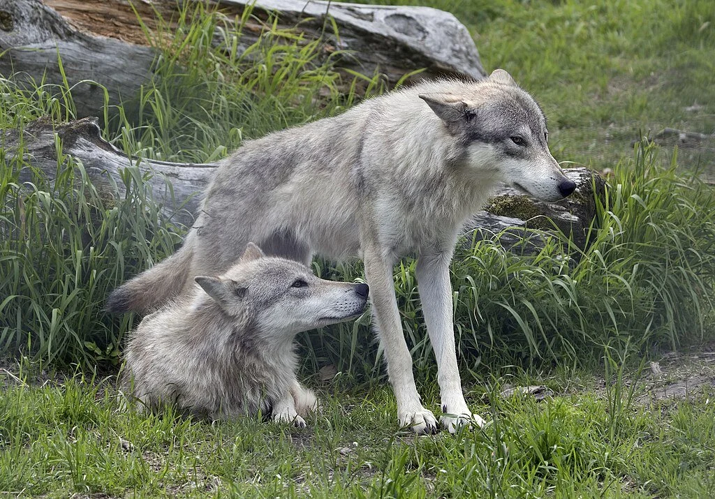 Alaskan Coastal Wolves Are Dying of Mercury Poisoning