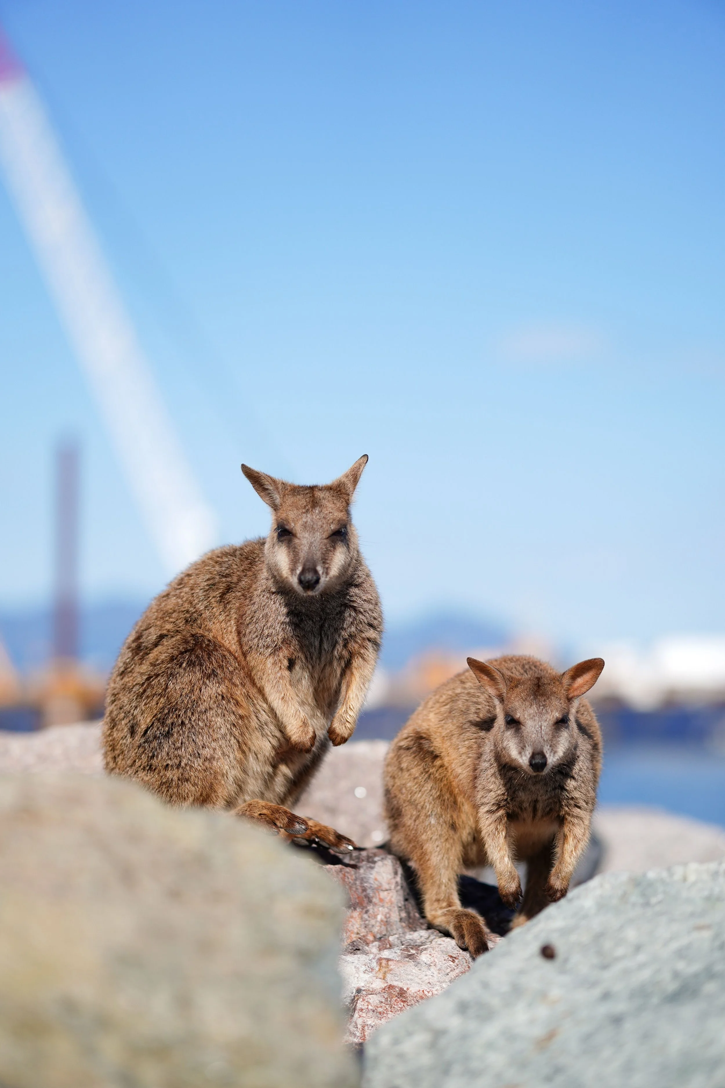 Two wallabies on a rock.