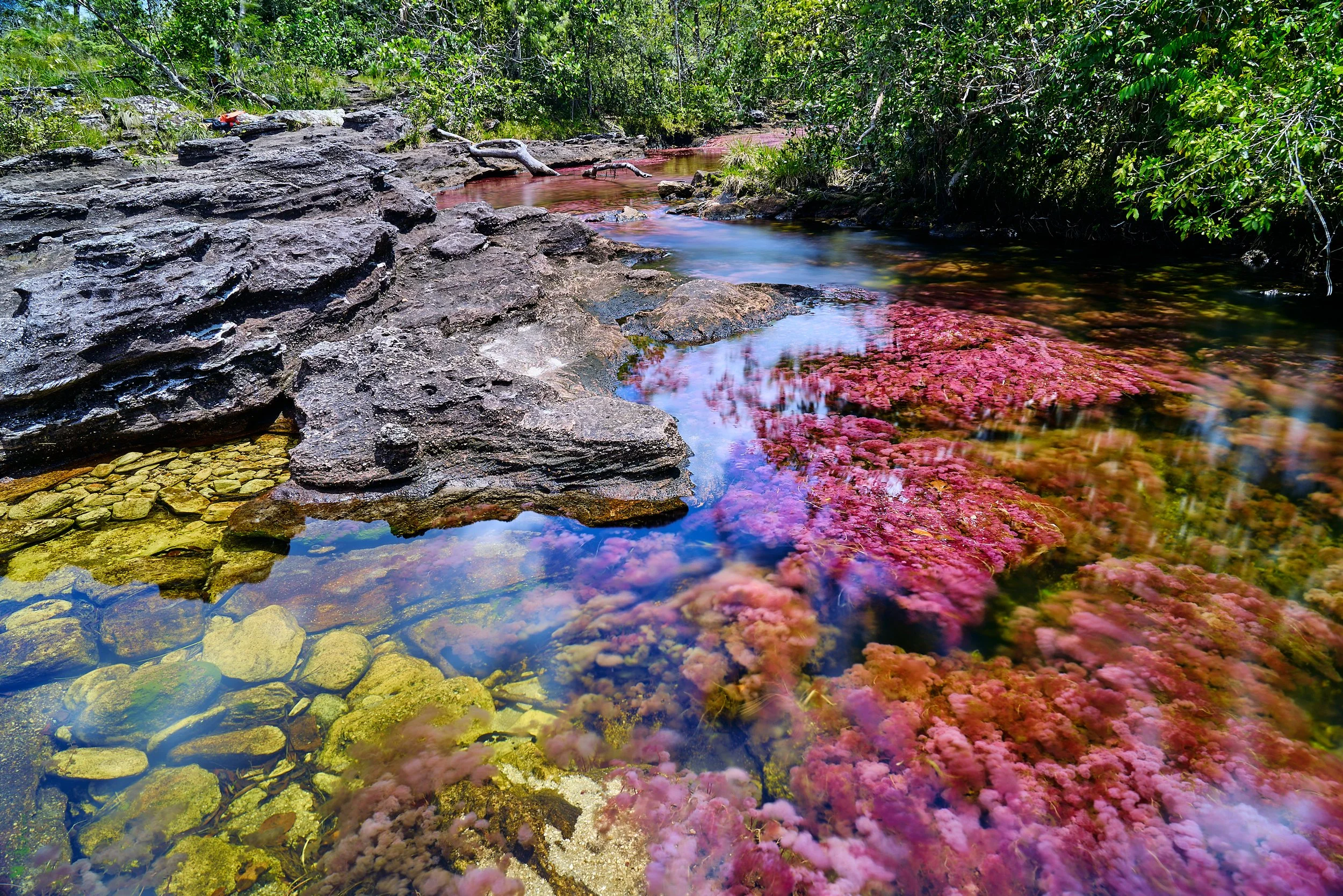 Cano Cristales: The Rainbow River of Colombia