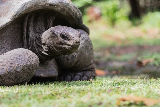 Tortoise on grass