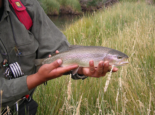 Person Holding a rainbow trout