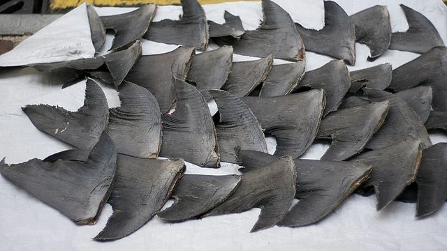 Shark Finning: Costa Rica’s Illegal Trade