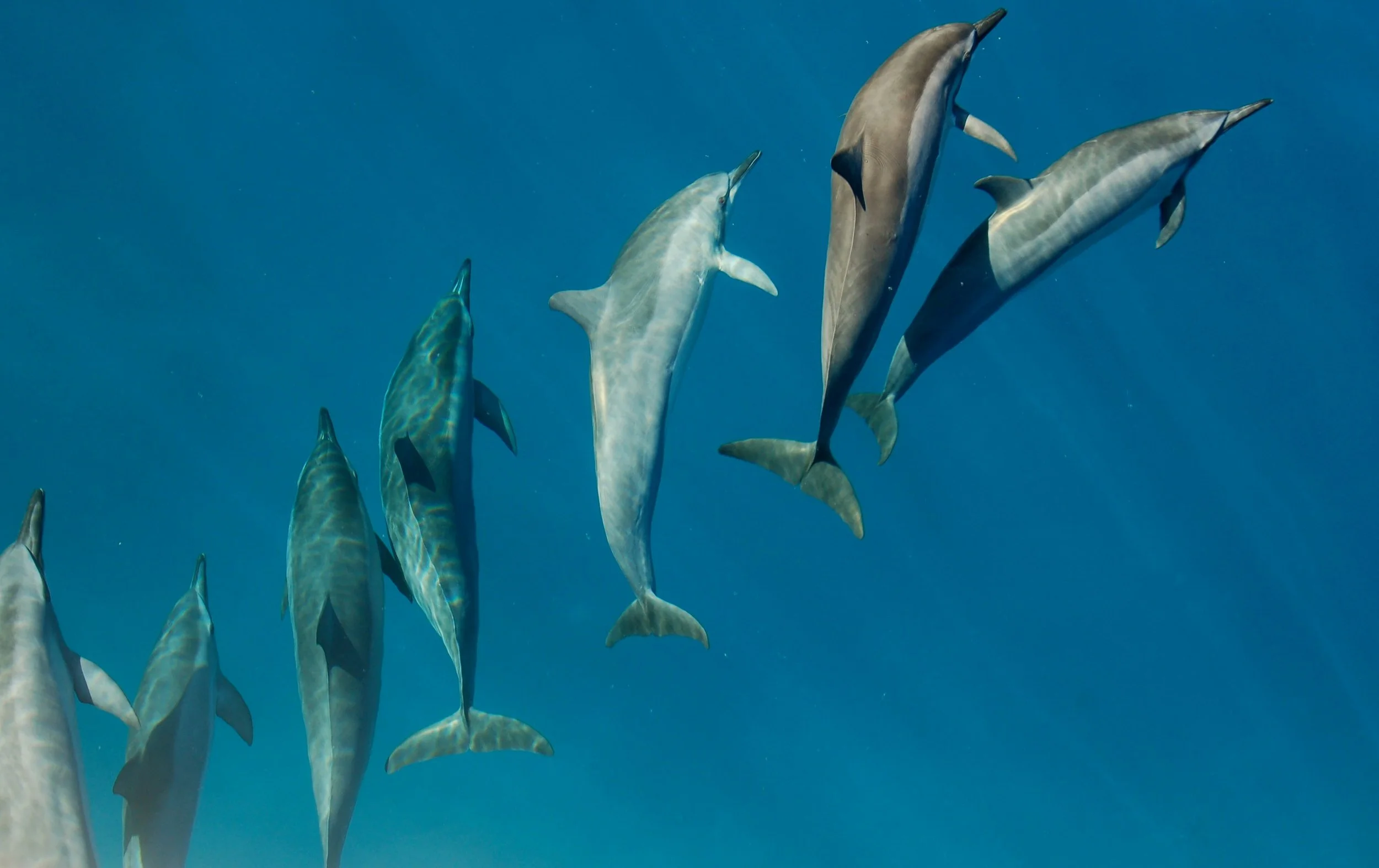 Dolphins swimming in a line