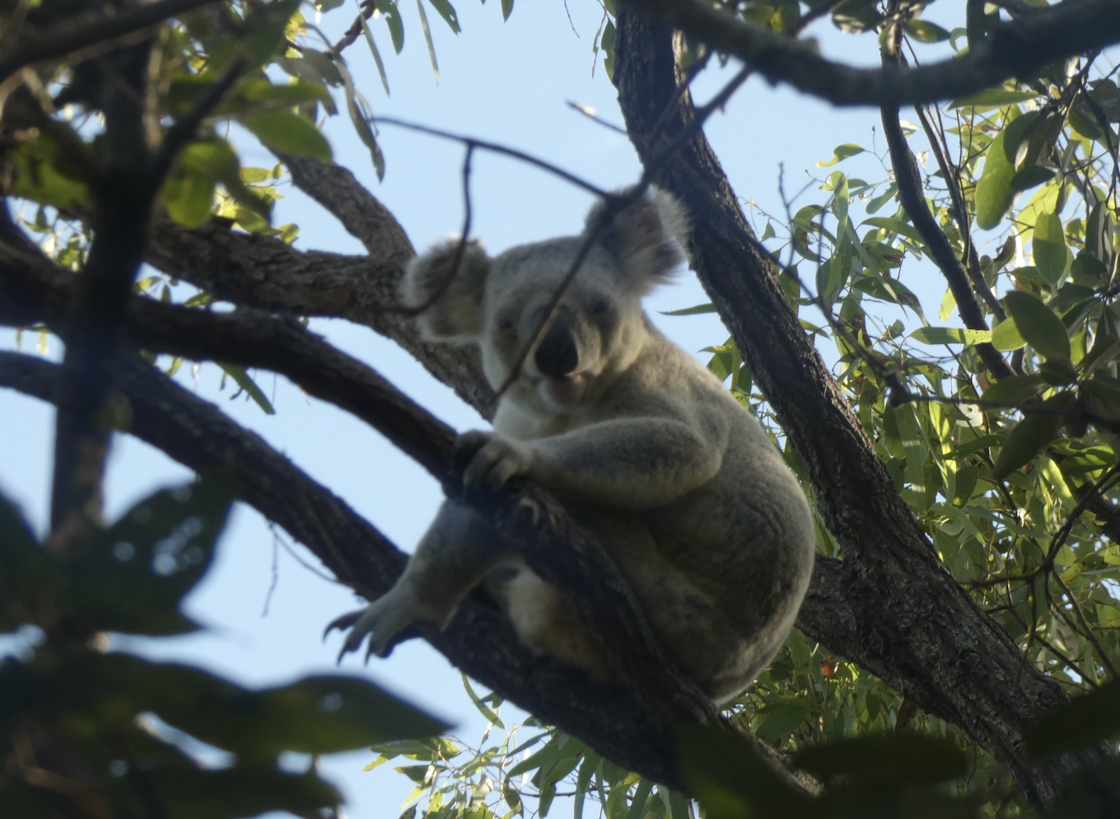 Koala in a tree on Magnetic Island, Queensland.