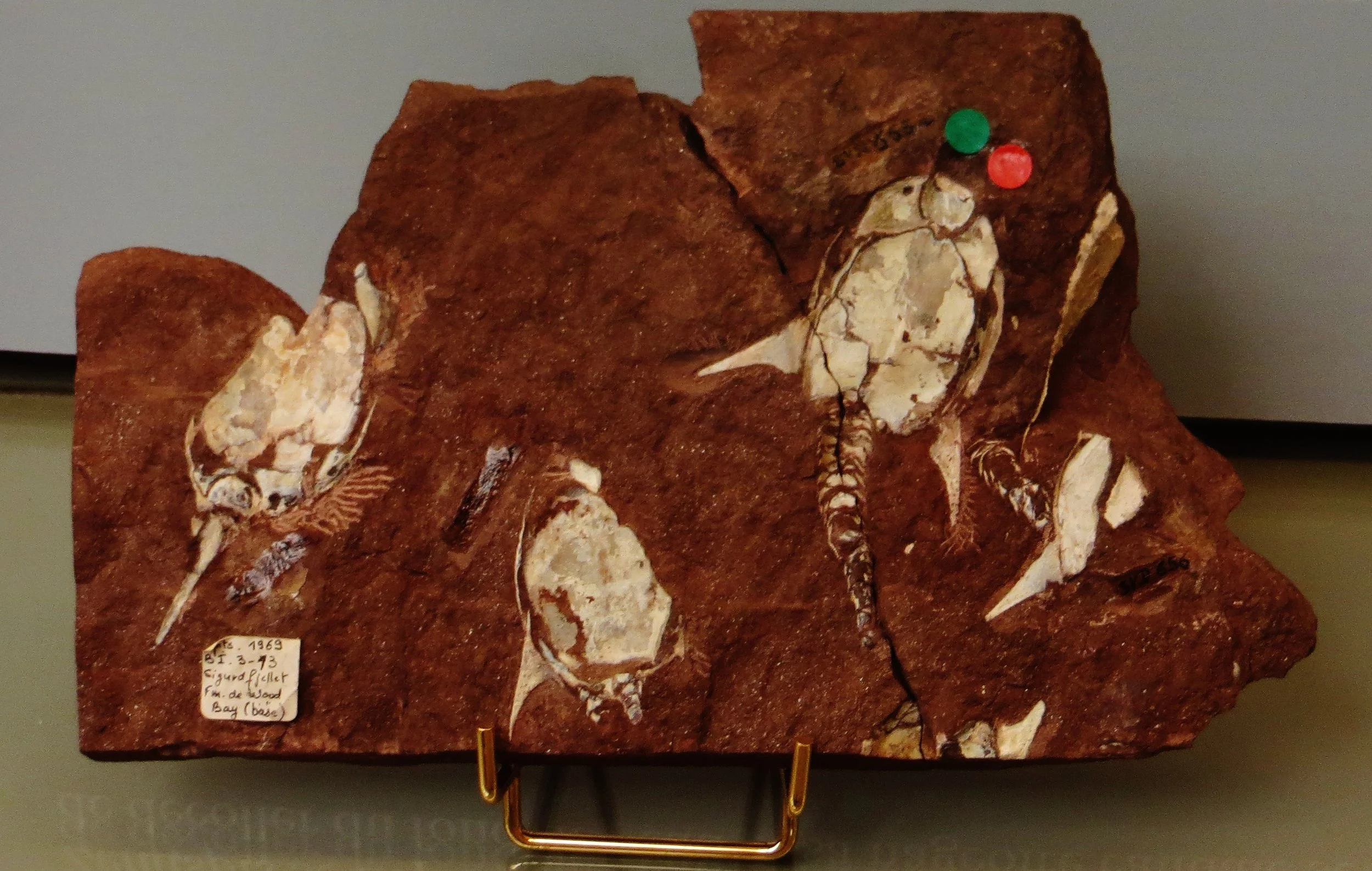 Doryaspis Fossil found in Spitsbergen, Svalbard.