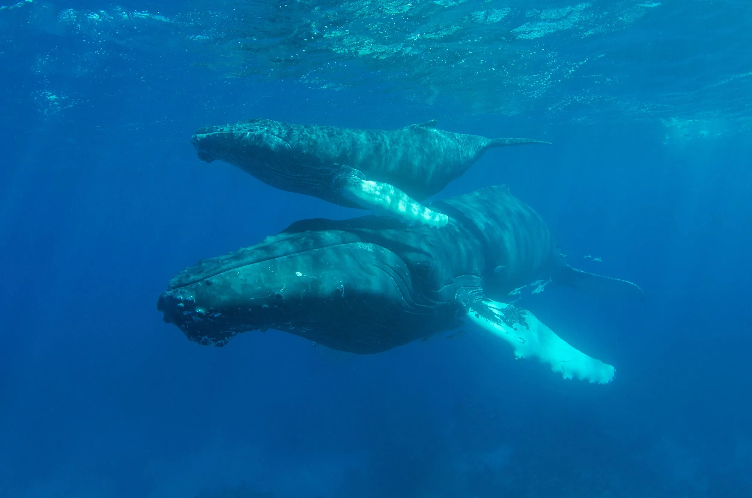 A humpback whale and her calf.jpg