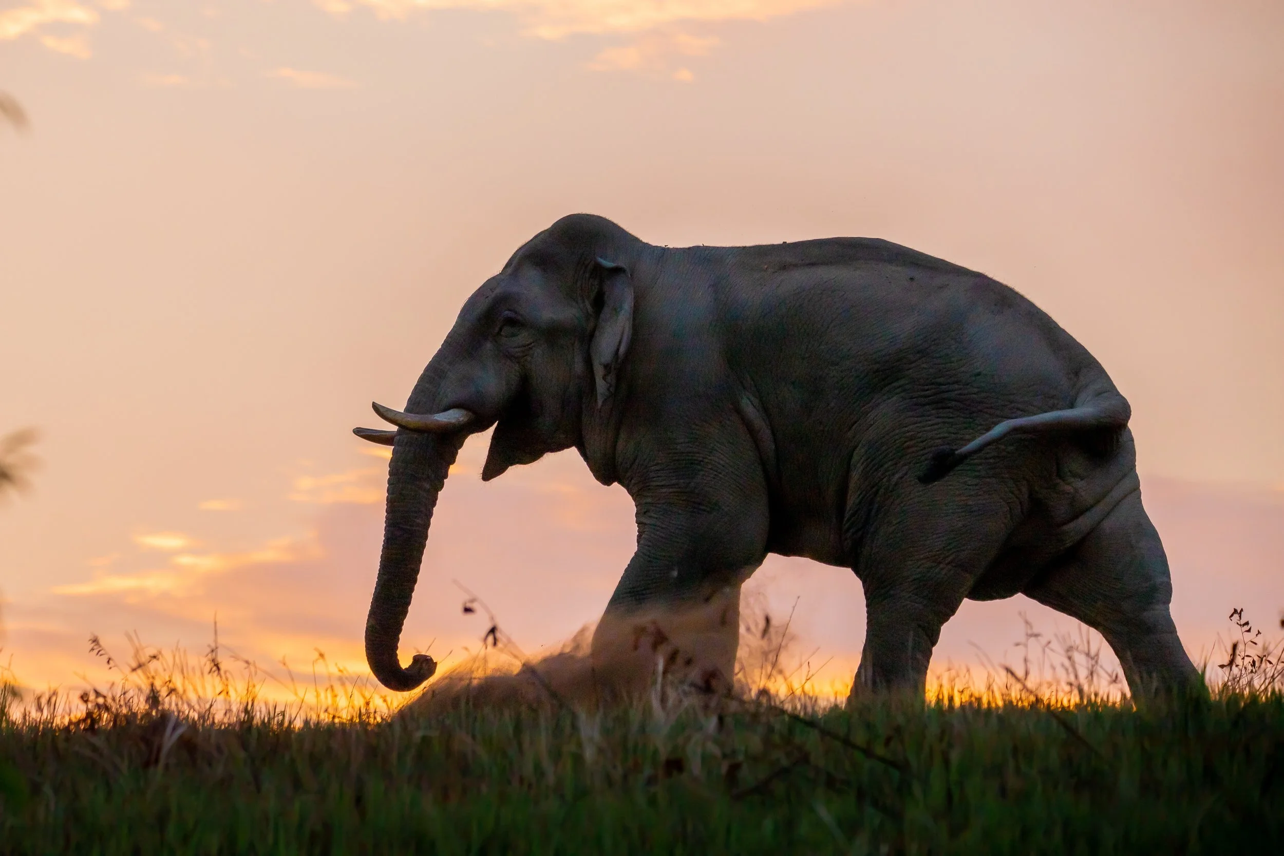 An elephant in a natural setting in Thailand.