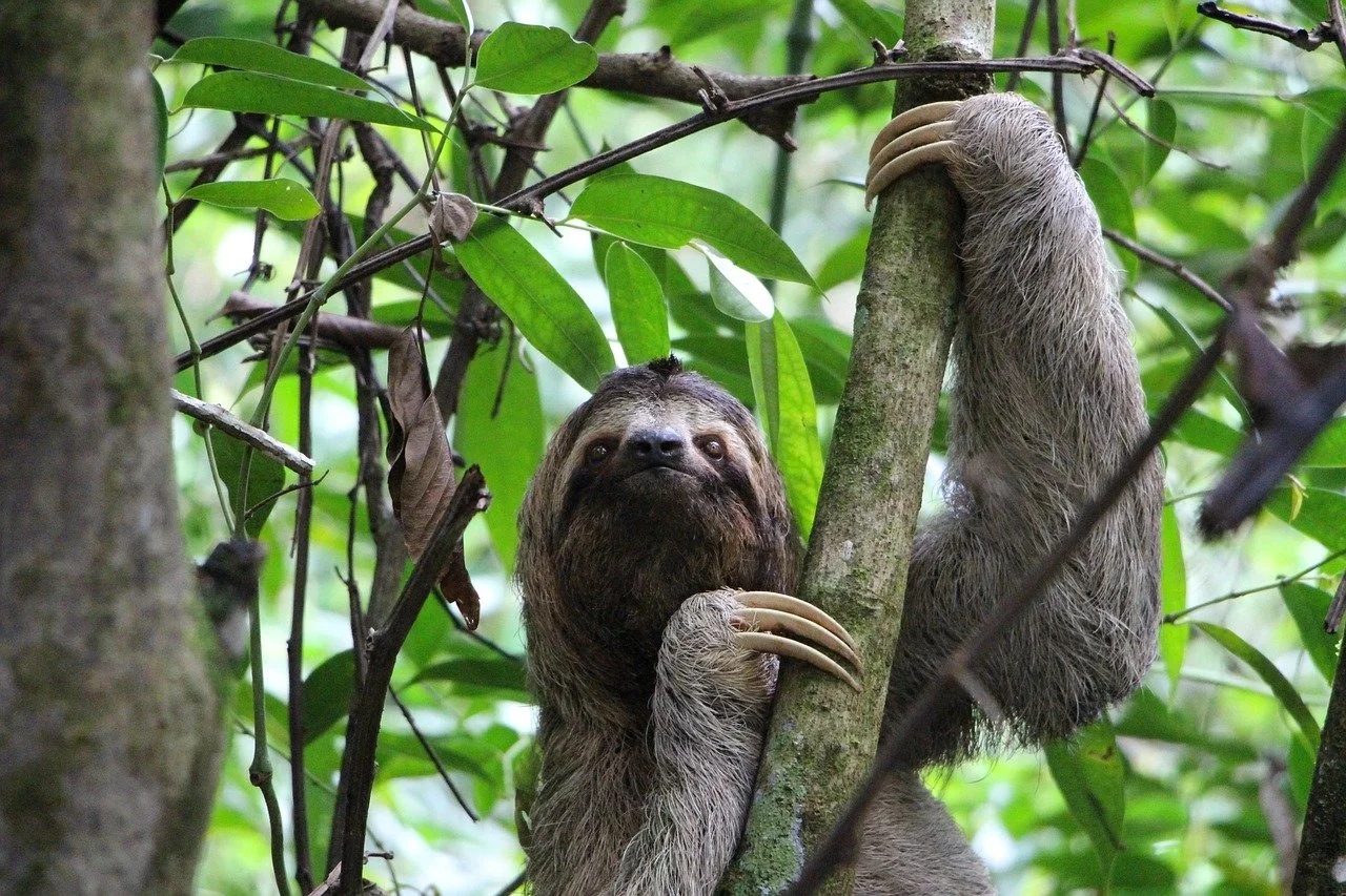 Sloth clinging to a tree
