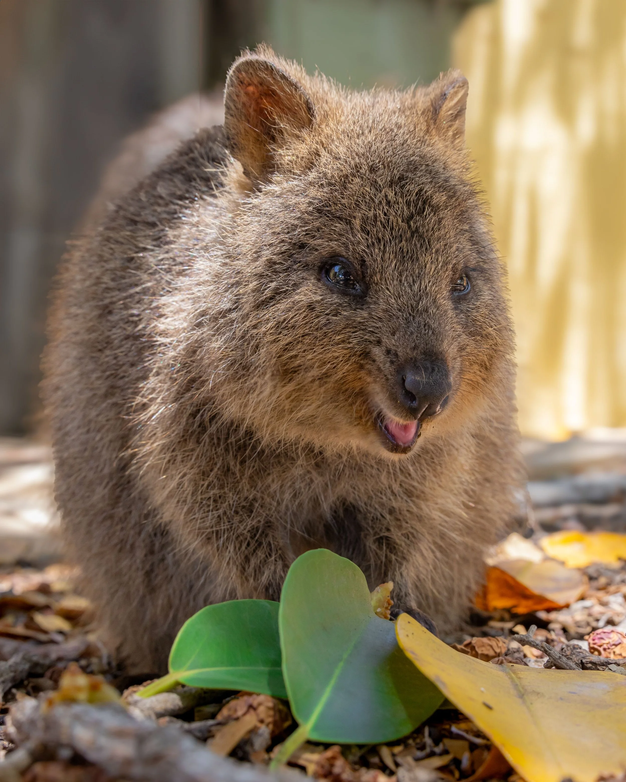 Smiling quokka.