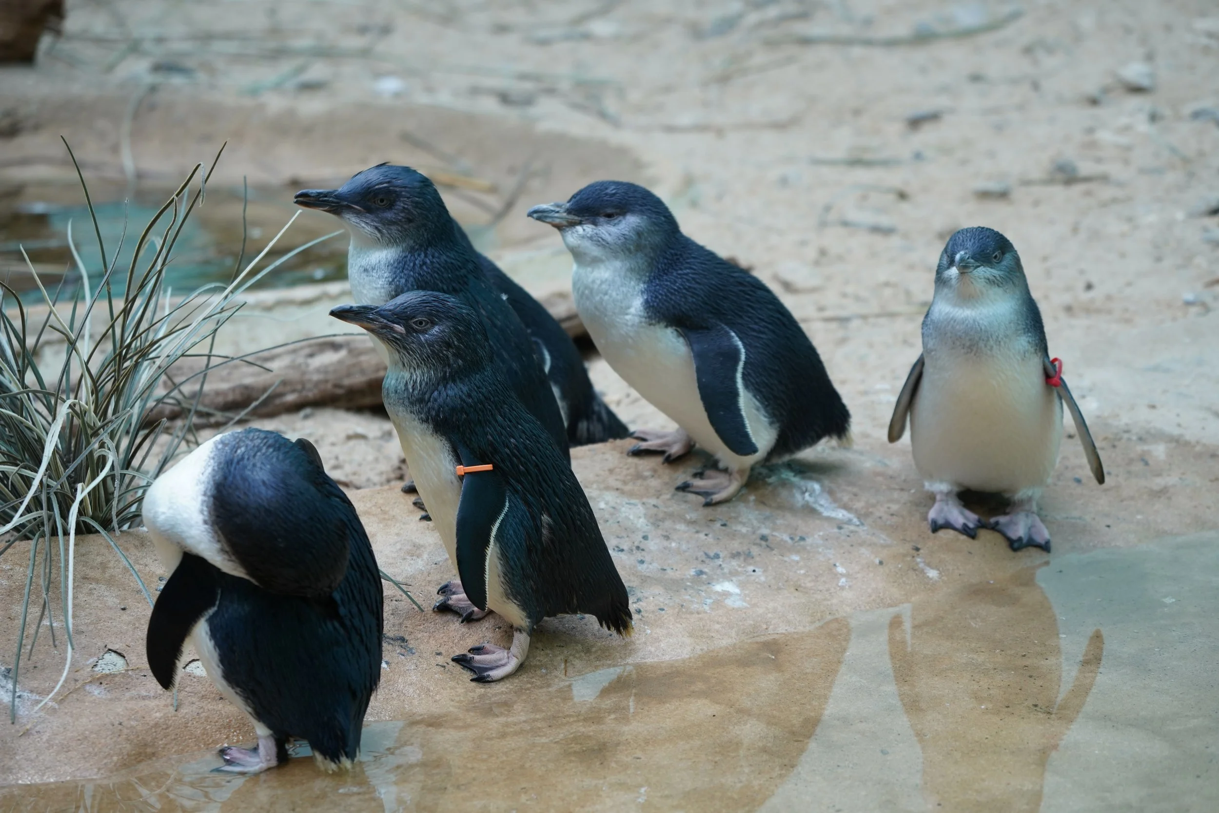 Group of little penguins on sand.