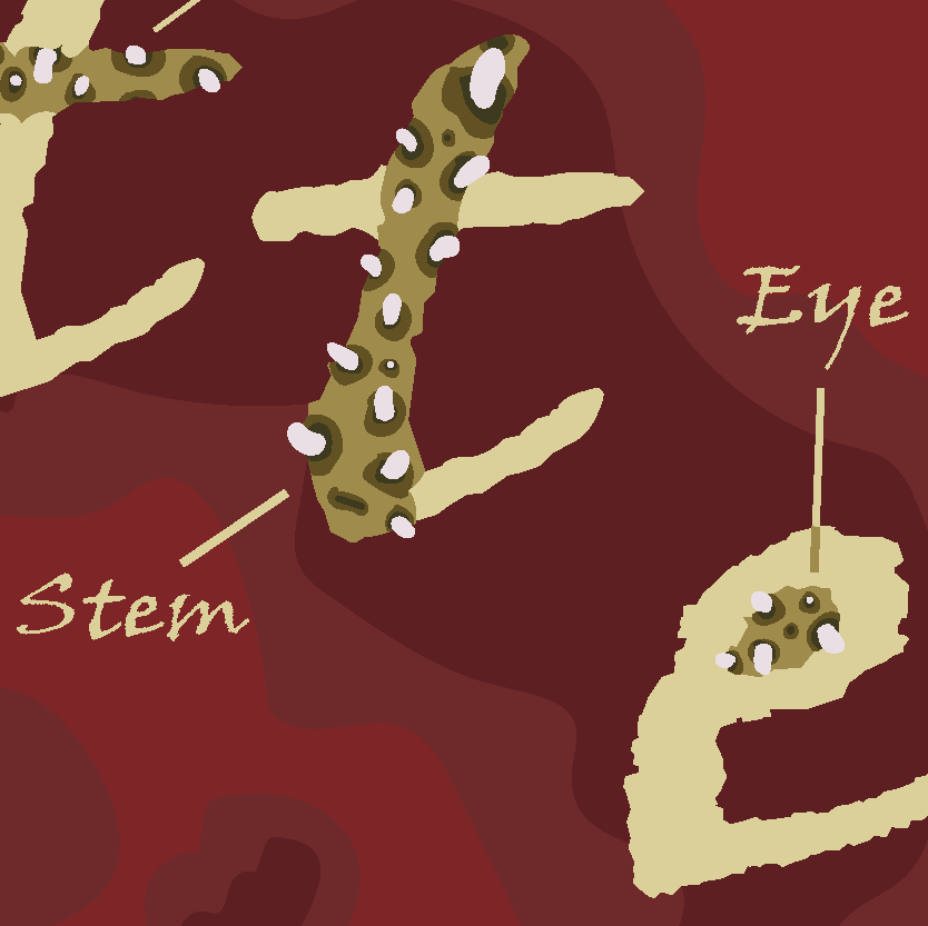RottenClosup3.png