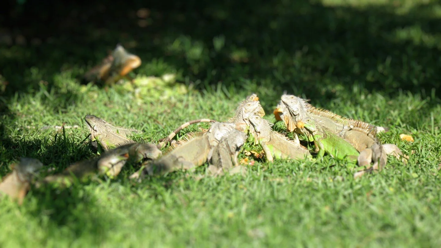 A Gang of Iguanas