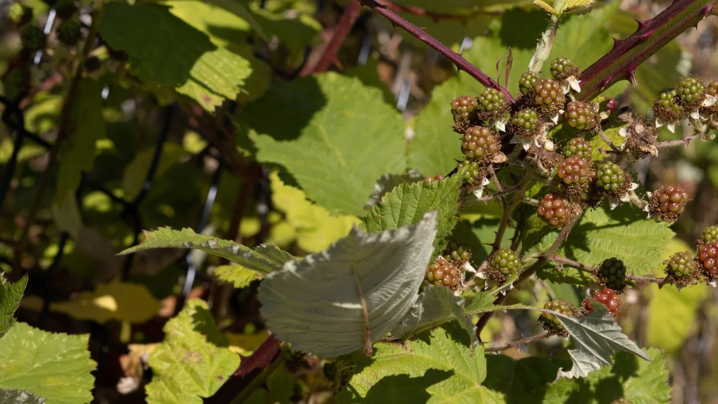 Just some not quite ripe berries