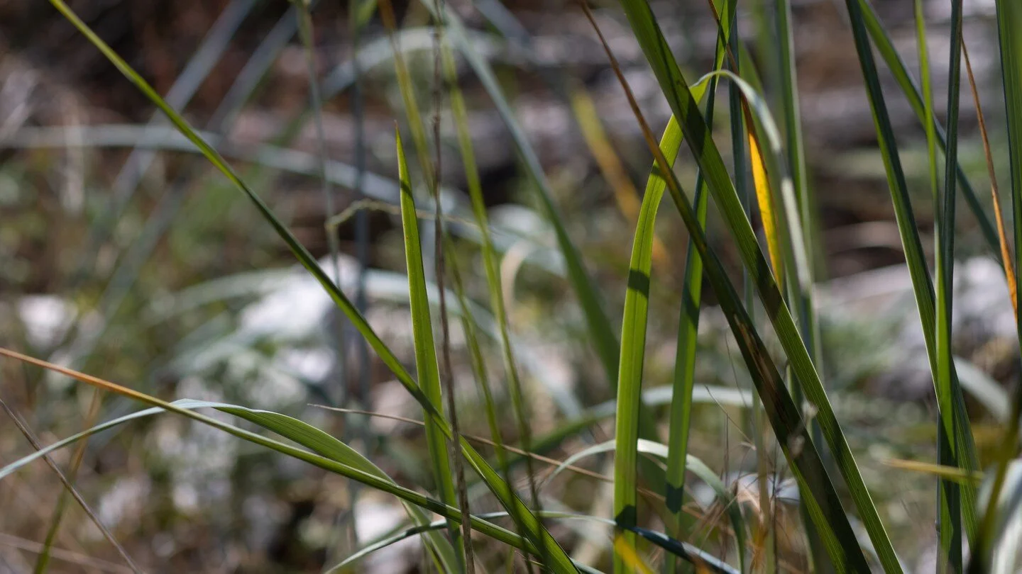Grass Bokeh