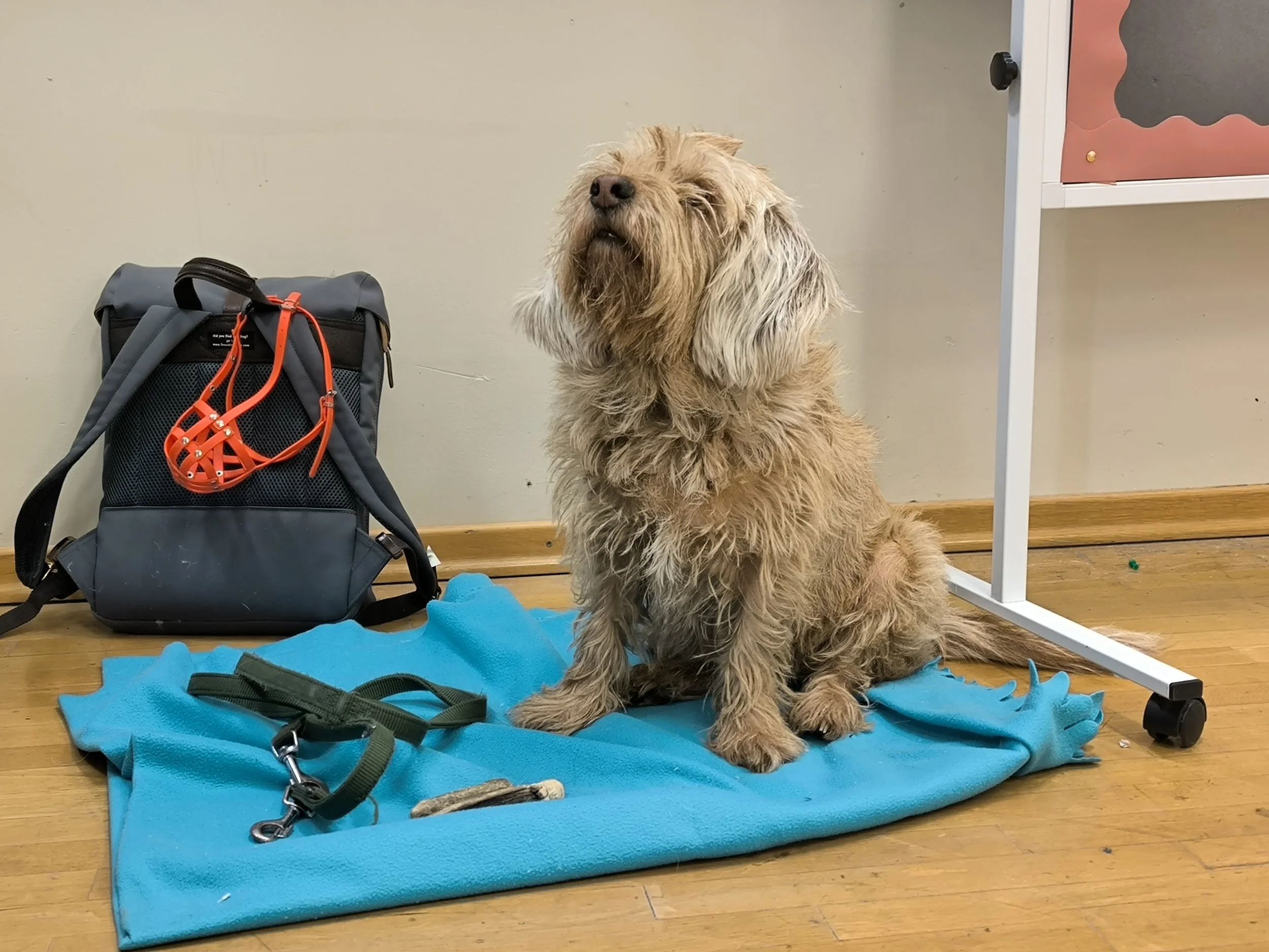 TdpG_MSi Hernals_260304_01.jpg