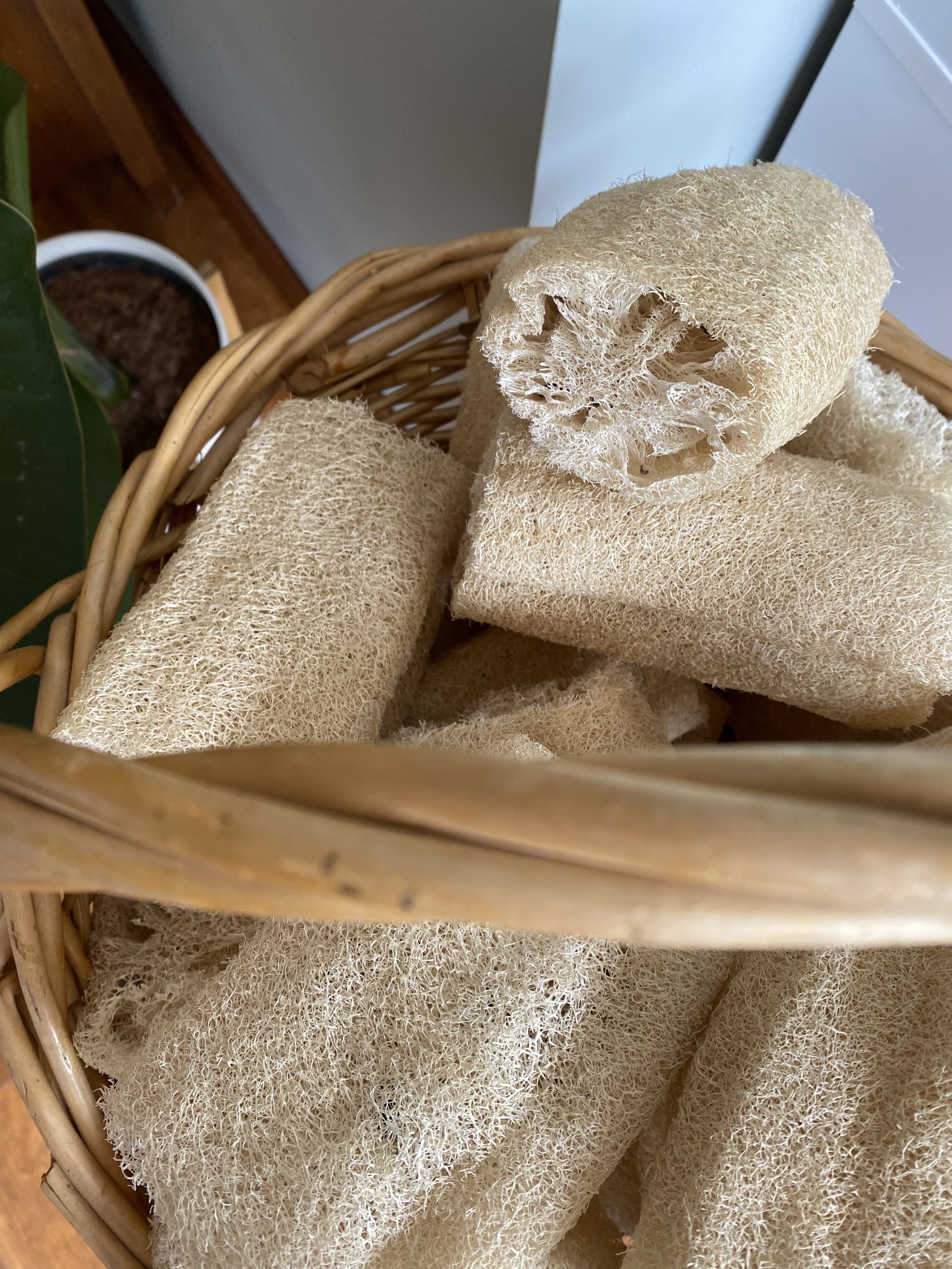 luffa small 3.jpeg