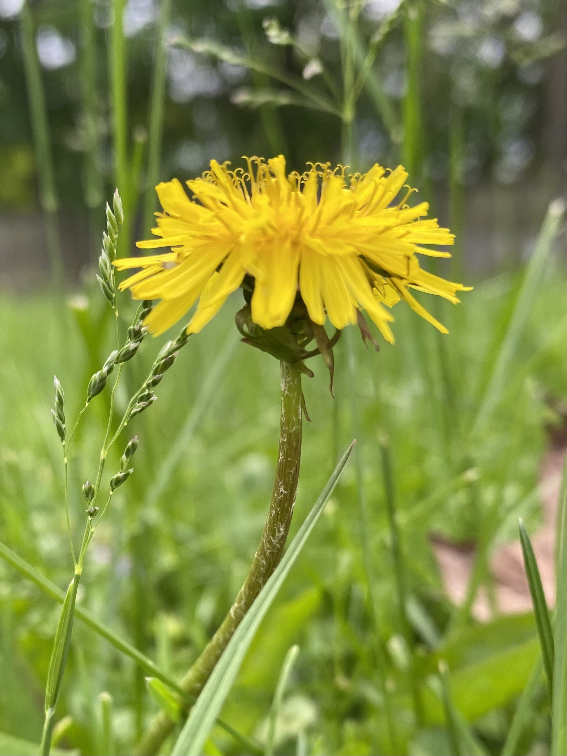 dandelion flower.jpeg