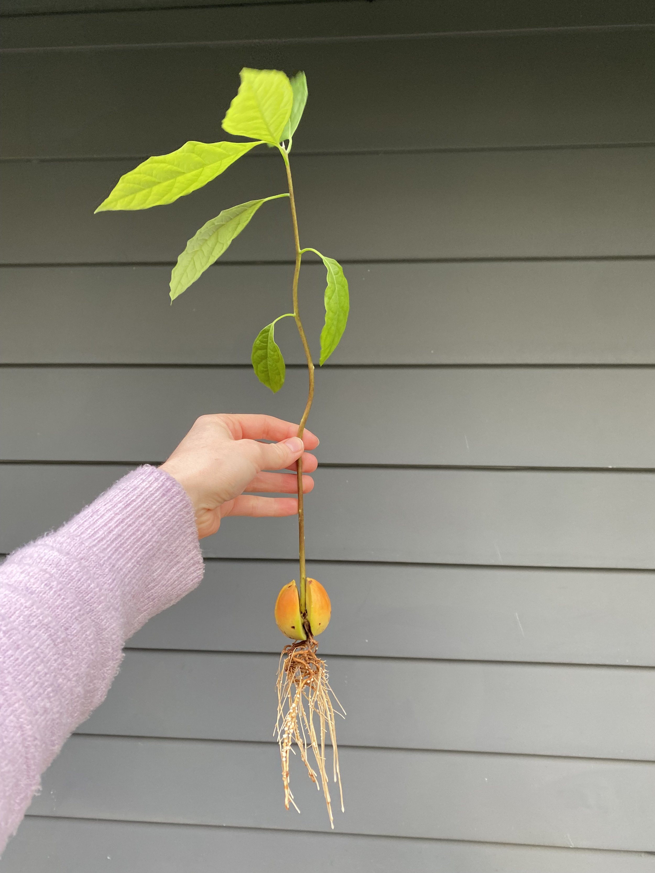 How to Grow An Avocado Tree From Seed β GOLDEN FORREST