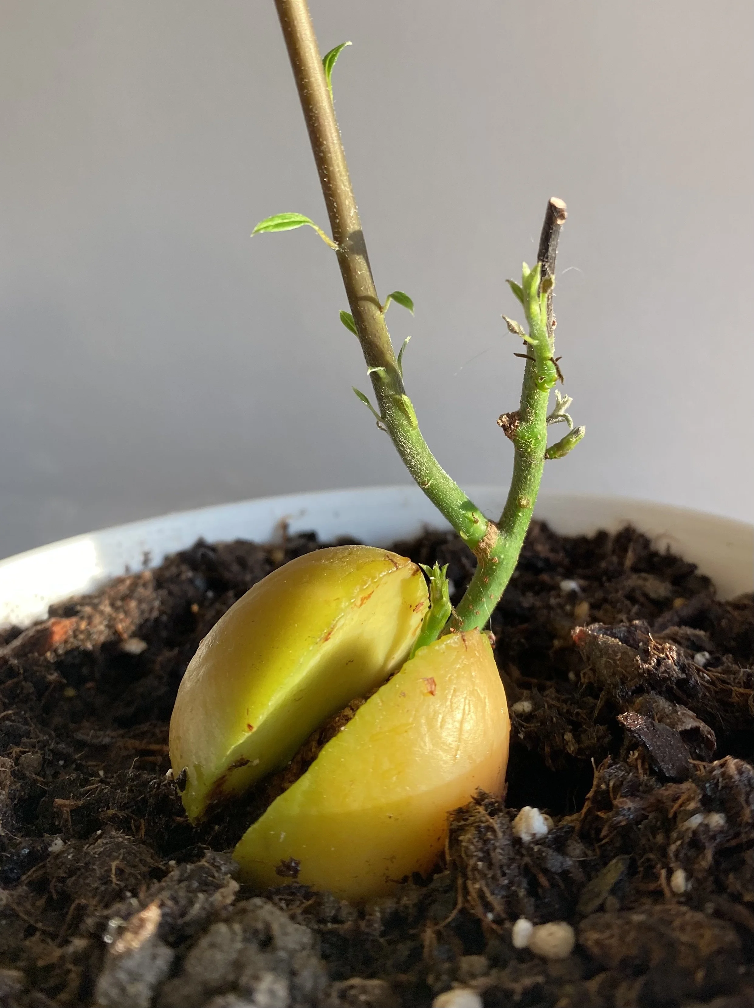how-to-grow-an-avocado-tree-from-seed-golden-forrest