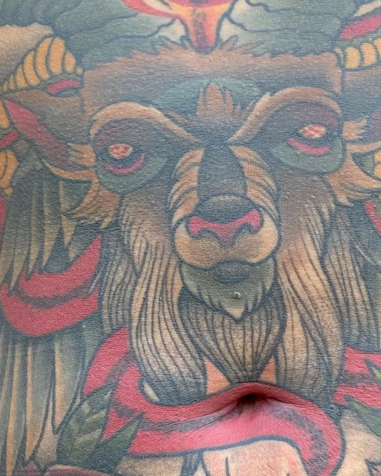 Healed belly tattoo I made earlier this year. 🐐 🐍 @snakeoiltattoo #bellytattoo #goattattoo #neotraditional #healedtattoo #kentuckytattooers